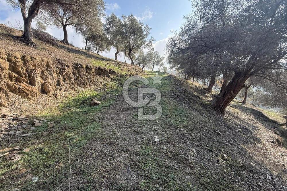 İzmir Seferihisar Beyler Köyü’nde Asfalta Sıfır, 80 Metre Cepheli Zeytinlik
