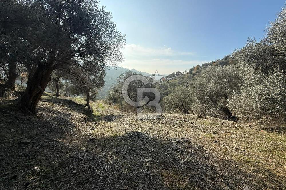 İzmir Seferihisar Beyler Köyü’nde Asfalta Sıfır, 80 Metre Cepheli Zeytinlik