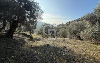 İzmir Seferihisar Beyler Köyü’nde Asfalta Sıfır, 80 Metre Cepheli Zeytinlik