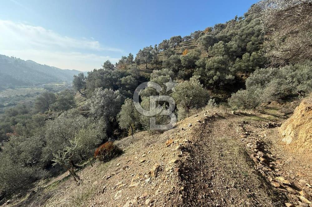 İzmir Seferihisar Beyler Köyü’nde Asfalta Sıfır, 80 Metre Cepheli Zeytinlik