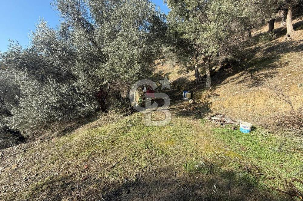 İzmir Seferihisar Beyler Köyü’nde Asfalta Sıfır, 80 Metre Cepheli Zeytinlik