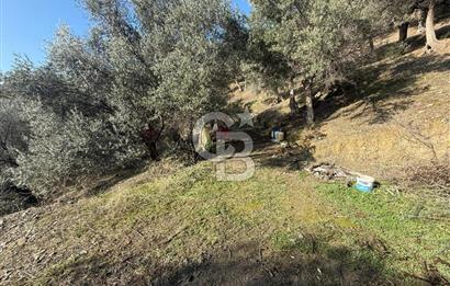 İzmir Seferihisar Beyler Köyü’nde Asfalta Sıfır, 80 Metre Cepheli Zeytinlik