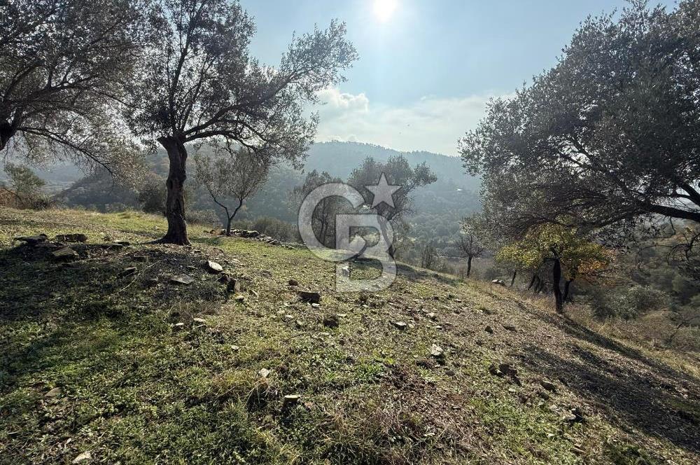 İzmir Seferihisar Beyler Köyü’nde Asfalta Sıfır, 80 Metre Cepheli Zeytinlik