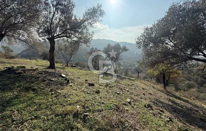 İzmir Seferihisar Beyler Köyü’nde Asfalta Sıfır, 80 Metre Cepheli Zeytinlik