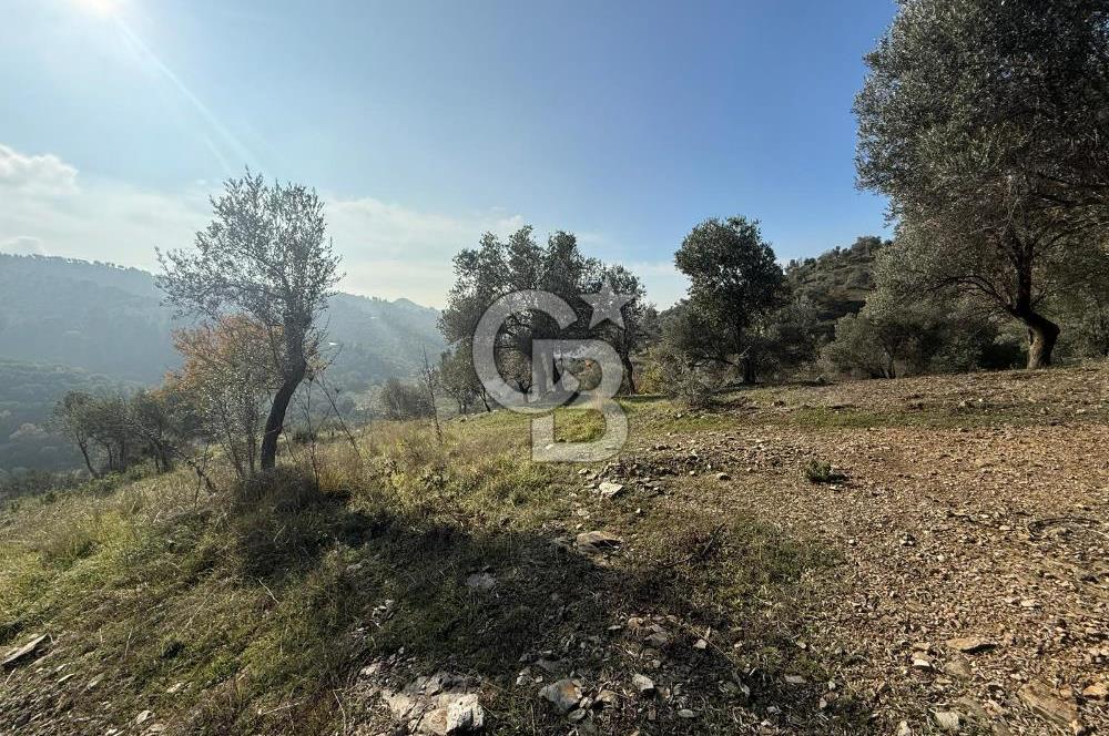 İzmir Seferihisar Beyler Köyü’nde Asfalta Sıfır, 80 Metre Cepheli Zeytinlik