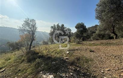 İzmir Seferihisar Beyler Köyü’nde Asfalta Sıfır, 80 Metre Cepheli Zeytinlik