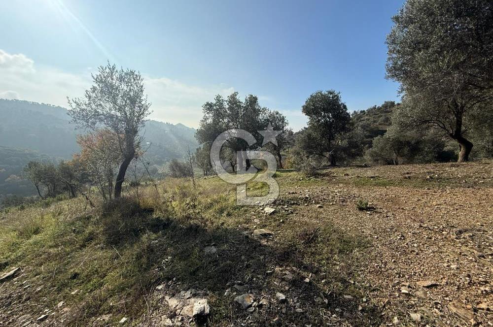 İzmir Seferihisar Beyler Köyü’nde Asfalta Sıfır, 80 Metre Cepheli Zeytinlik