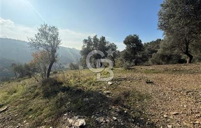 İzmir Seferihisar Beyler Köyü’nde Asfalta Sıfır, 80 Metre Cepheli Zeytinlik