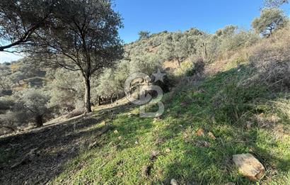 İzmir Seferihisar Beyler Köyü’nde Asfalta Sıfır, 80 Metre Cepheli Zeytinlik