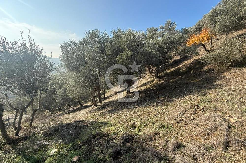 İzmir Seferihisar Beyler Köyü’nde Asfalta Sıfır, 80 Metre Cepheli Zeytinlik