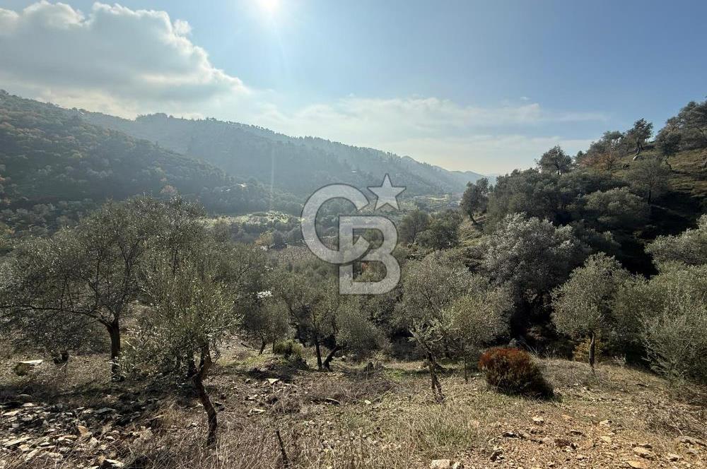 İzmir Seferihisar Beyler Köyü’nde Asfalta Sıfır, 80 Metre Cepheli Zeytinlik