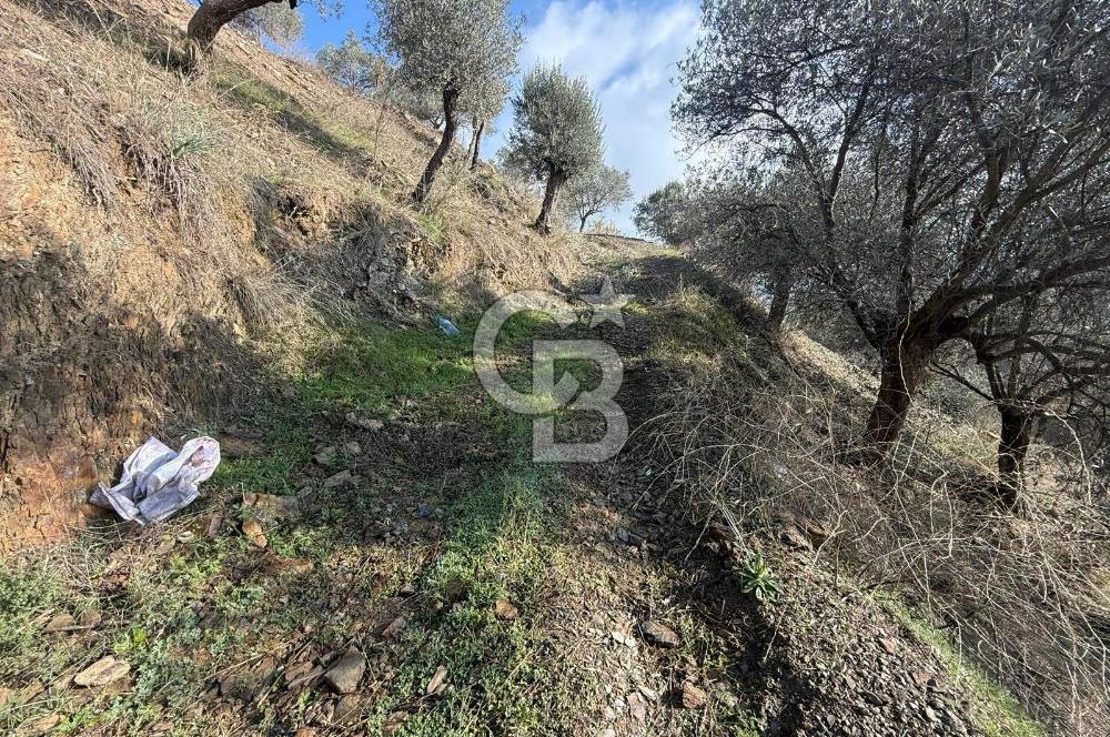 İzmir Seferihisar Beyler Köyü’nde Asfalta Sıfır, 80 Metre Cepheli Zeytinlik