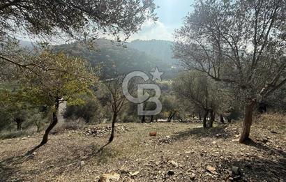 İzmir Seferihisar Beyler Köyü’nde Asfalta Sıfır, 80 Metre Cepheli Zeytinlik