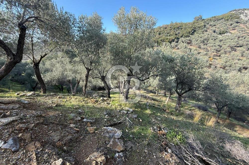 İzmir Seferihisar Beyler Köyü’nde 19.943 m² Satılık Zeytinlik