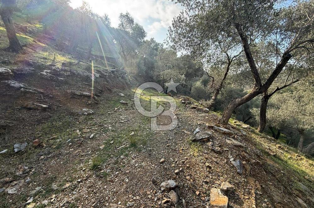 İzmir Seferihisar Beyler Köyü’nde 19.943 m² Satılık Zeytinlik