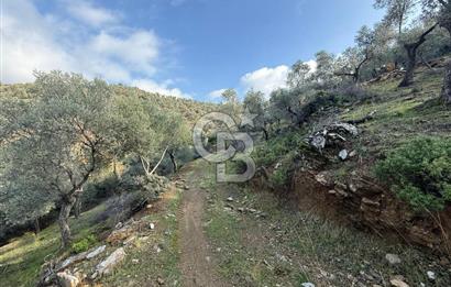 İzmir Seferihisar Beyler Köyü’nde 19.943 m² Satılık Zeytinlik