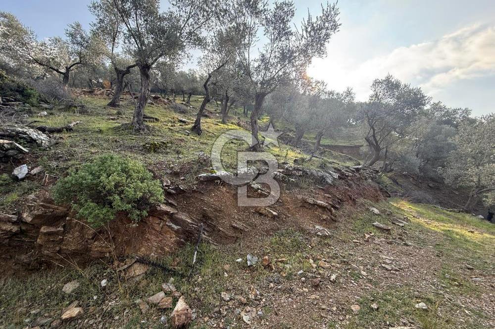 İzmir Seferihisar Beyler Köyü’nde 19.943 m² Satılık Zeytinlik