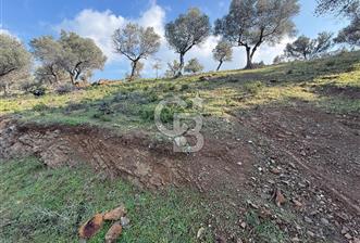 İzmir Seferihisar Beyler Köyü’nde 19.943 m² Satılık Zeytinlik - 5 - 324275