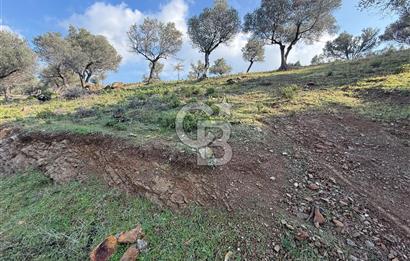 İzmir Seferihisar Beyler Köyü’nde 19.943 m² Satılık Zeytinlik