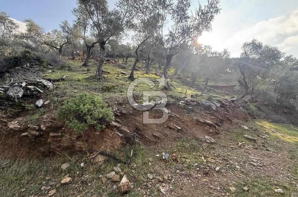 İzmir Seferihisar Beyler Köyü’nde 19.943 m² Satılık Zeytinlik