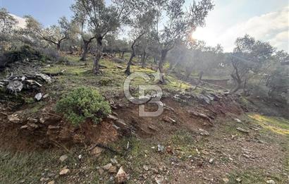 İzmir Seferihisar Beyler Köyü’nde 19.943 m² Satılık Zeytinlik