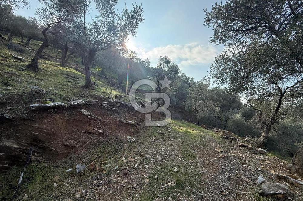 İzmir Seferihisar Beyler Köyü’nde 19.943 m² Satılık Zeytinlik