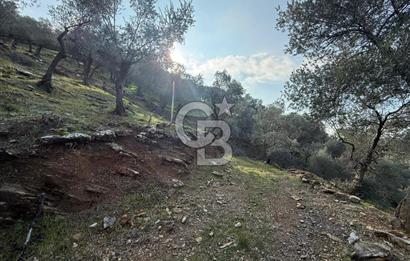 İzmir Seferihisar Beyler Köyü’nde 19.943 m² Satılık Zeytinlik
