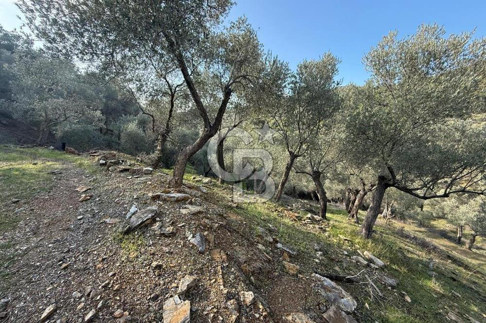 İzmir Seferihisar Beyler Köyü’nde 19.943 m² Satılık Zeytinlik