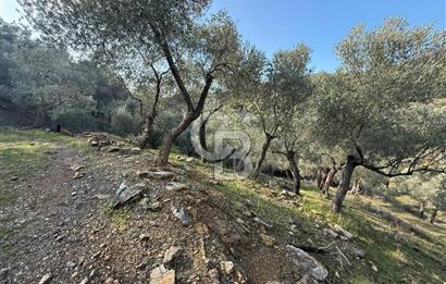 İzmir Seferihisar Beyler Köyü’nde 19.943 m² Satılık Zeytinlik