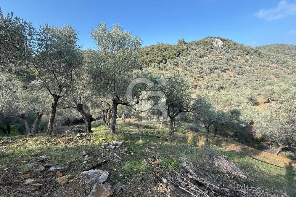 İzmir Seferihisar Beyler Köyü’nde 19.943 m² Satılık Zeytinlik