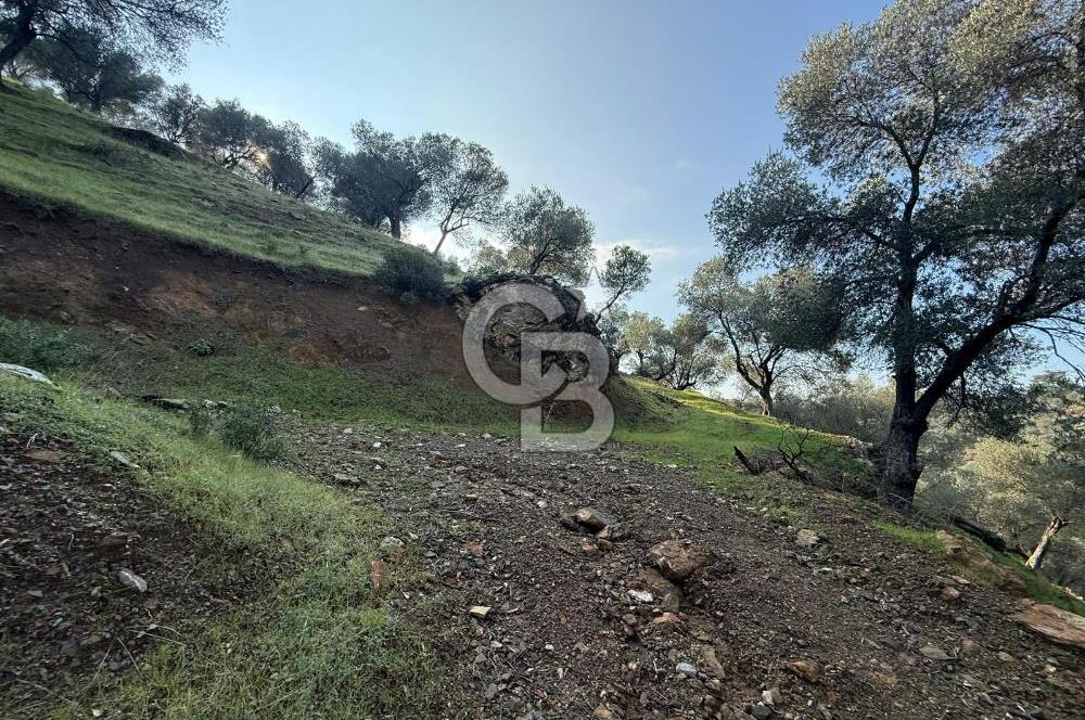 İzmir Seferihisar Beyler Köyü’nde 19.943 m² Satılık Zeytinlik