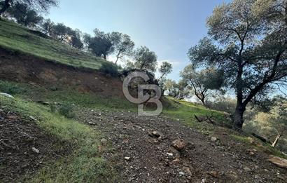 İzmir Seferihisar Beyler Köyü’nde 19.943 m² Satılık Zeytinlik