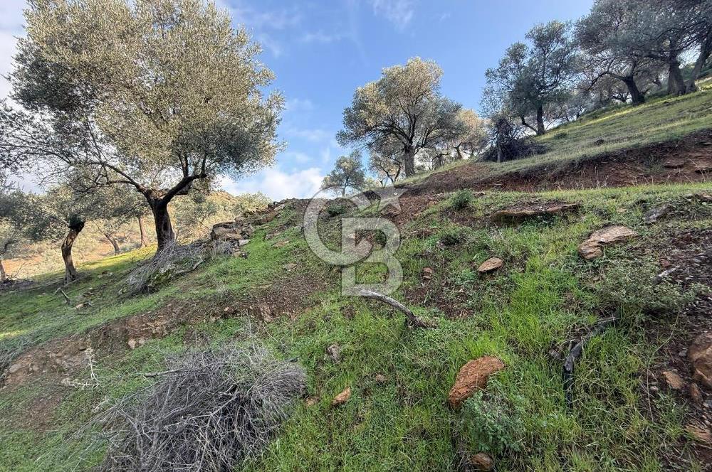 İzmir Seferihisar Beyler Köyü’nde 19.943 m² Satılık Zeytinlik