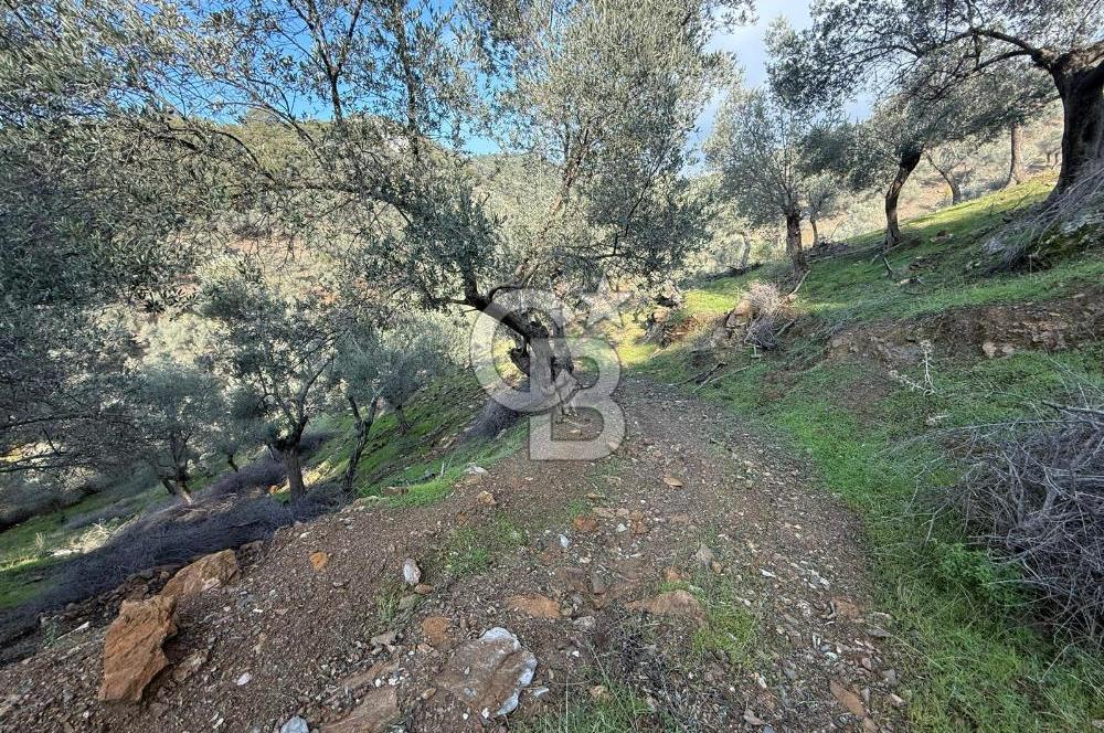 İzmir Seferihisar Beyler Köyü’nde 19.943 m² Satılık Zeytinlik