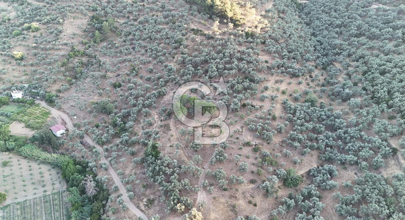 TORBALI KARAKIZLAR KÖYÜ TEK TAPU SATILIK ZEYTİNLİK 7.075M2