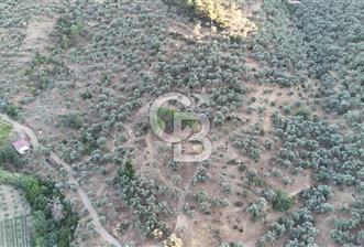 TORBALI KARAKIZLAR KÖYÜ SATILIK ZEYTİNLİK 7.075M2 - 9 - 324304