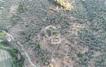 TORBALI KARAKIZLAR KÖYÜ SATILIK ZEYTİNLİK 7.075M2