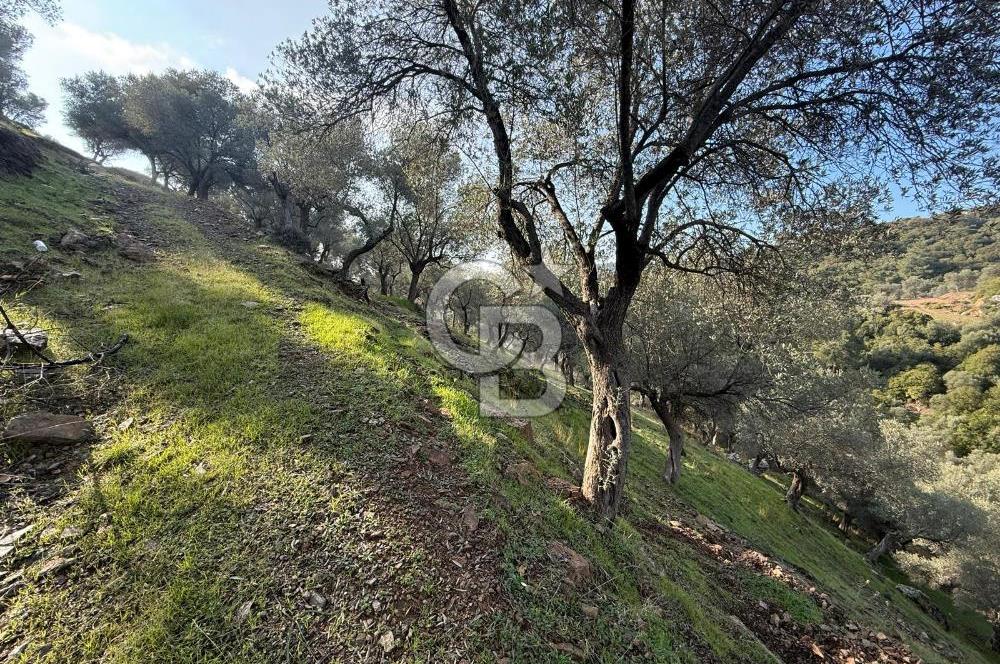 İzmir Seferihisar Beyler Köyü’nde 19.943 m² Satılık Zeytinlik