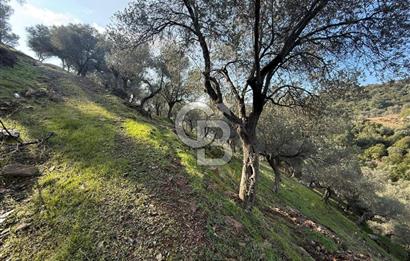 İzmir Seferihisar Beyler Köyü’nde 19.943 m² Satılık Zeytinlik