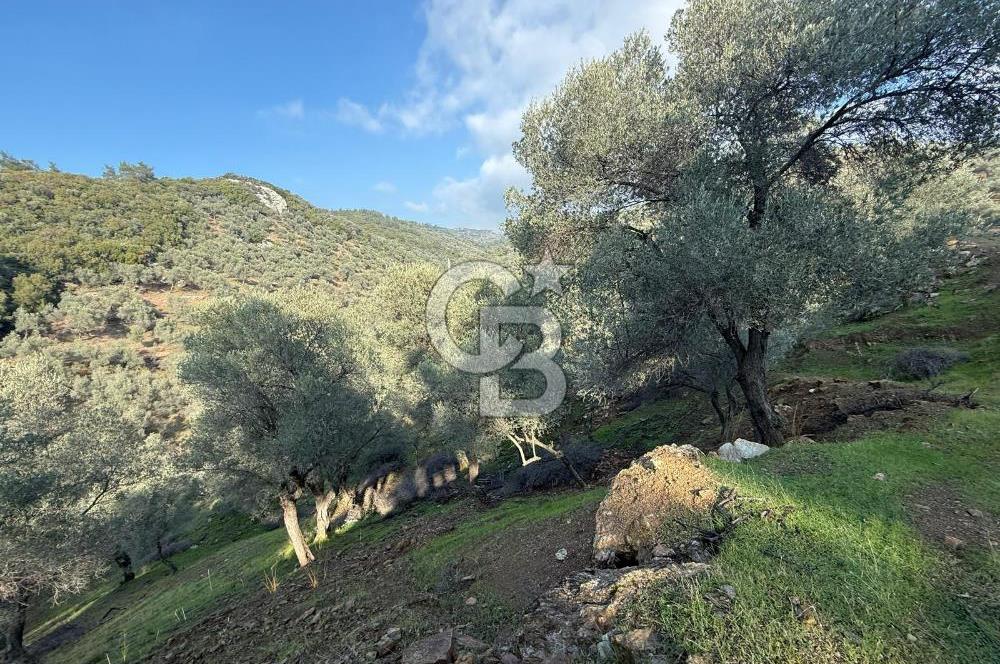 İzmir Seferihisar Beyler Köyü’nde 19.943 m² Satılık Zeytinlik