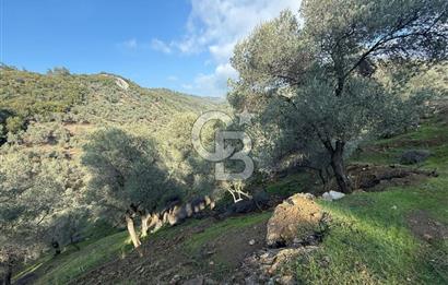 İzmir Seferihisar Beyler Köyü’nde 19.943 m² Satılık Zeytinlik