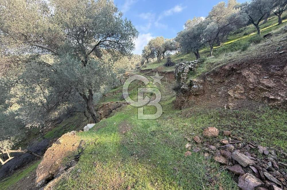 İzmir Seferihisar Beyler Köyü’nde 19.943 m² Satılık Zeytinlik