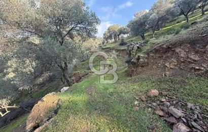 İzmir Seferihisar Beyler Köyü’nde 19.943 m² Satılık Zeytinlik