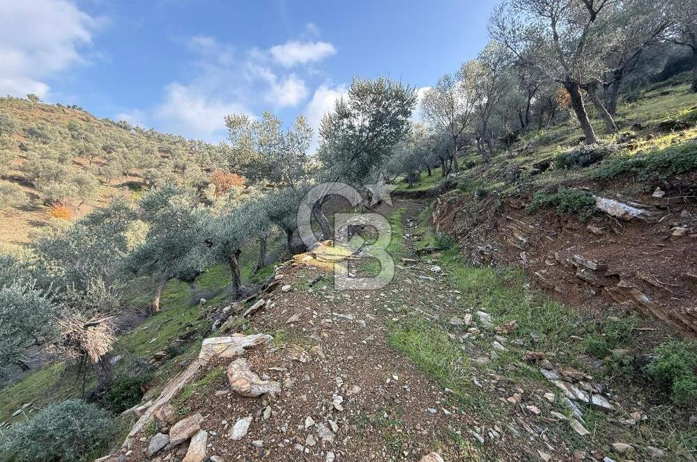 İzmir Seferihisar Beyler Köyü’nde 19.943 m² Satılık Zeytinlik