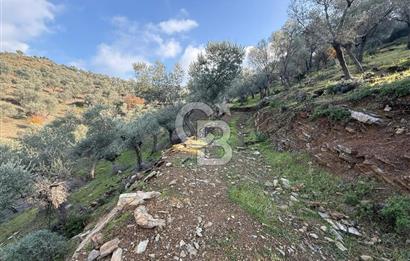 İzmir Seferihisar Beyler Köyü’nde 19.943 m² Satılık Zeytinlik