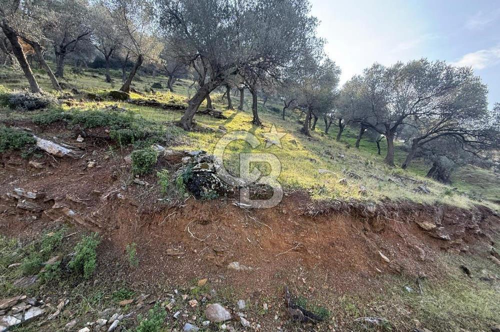 İzmir Seferihisar Beyler Köyü’nde 19.943 m² Satılık Zeytinlik