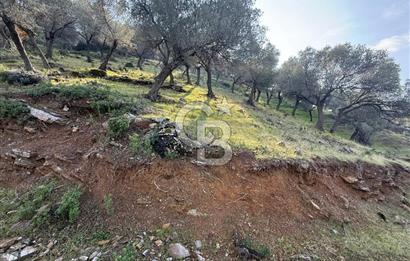 İzmir Seferihisar Beyler Köyü’nde 19.943 m² Satılık Zeytinlik