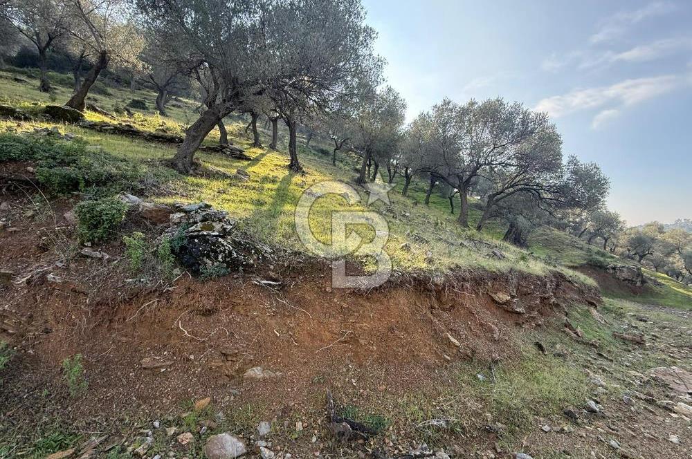 İzmir Seferihisar Beyler Köyü’nde 19.943 m² Satılık Zeytinlik