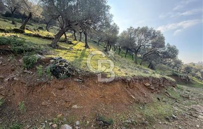 İzmir Seferihisar Beyler Köyü’nde 19.943 m² Satılık Zeytinlik