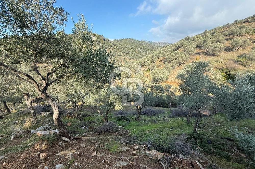 İzmir Seferihisar Beyler Köyü’nde 19.943 m² Satılık Zeytinlik